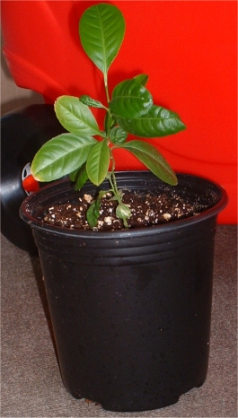 Medium Tree