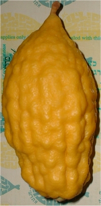 Regular Etrog