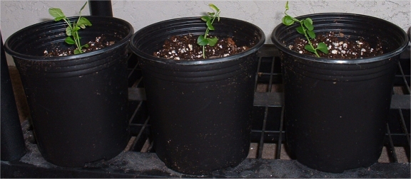 New Trees