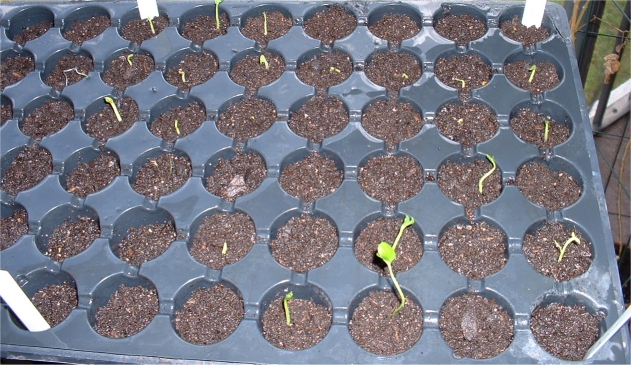 Seeder Tray