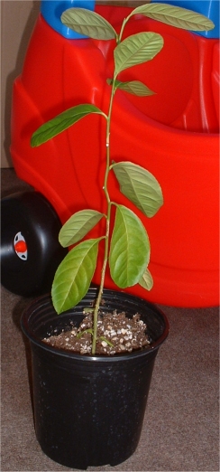 Year Old Tree